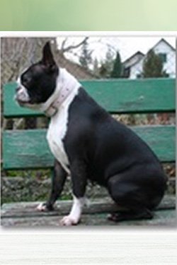 F_Wurf_P_Walkie