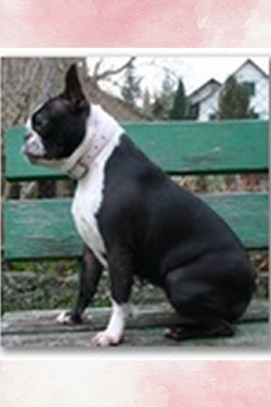 G_Wurf_P_Walkie