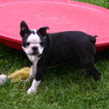 I_Wurf_C_WalkieXSonny_C4