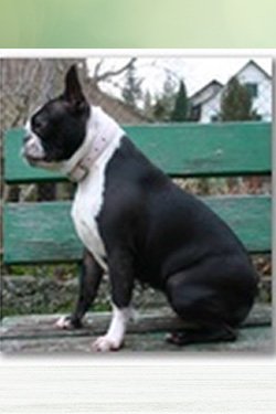 K_Wurf_P_Walkie