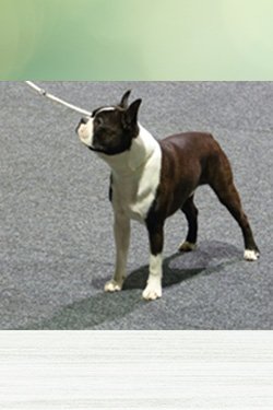 S_Wurf_P_Boomer