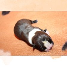 U_Wurf_C_MayumiXDita_C2